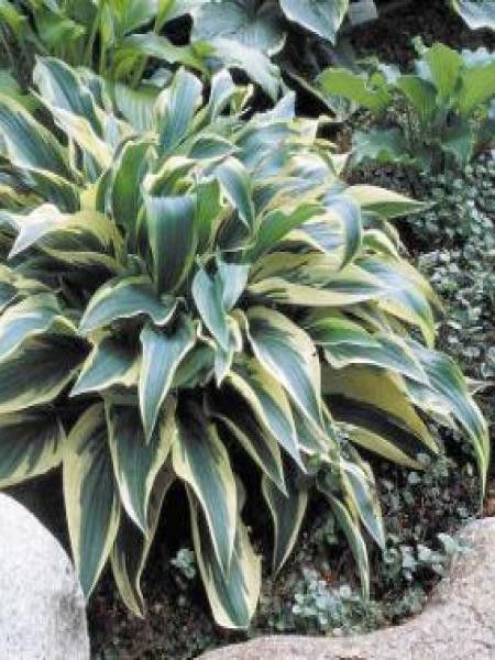 Hosta  'Wolverine'