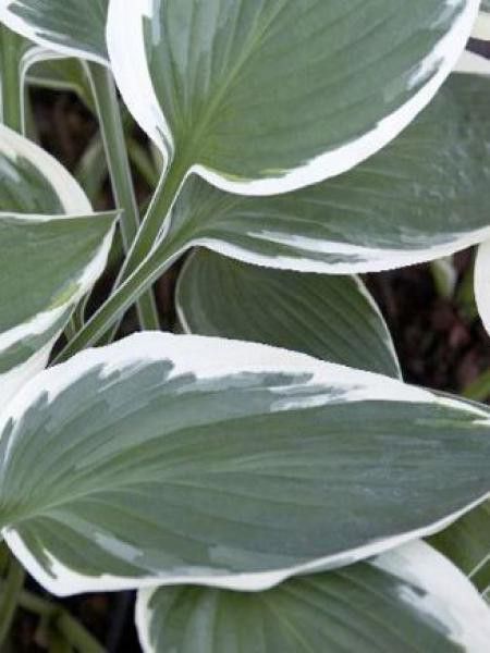 Hosta  'Zager white edge'
