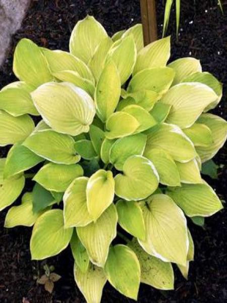 Hosta  'Zodiac'