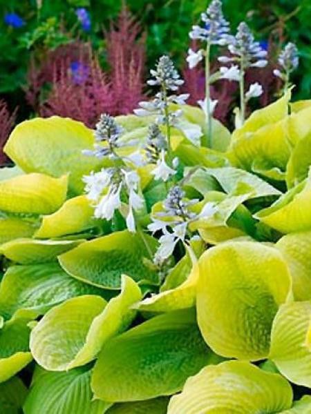 Hosta  'Zounds'