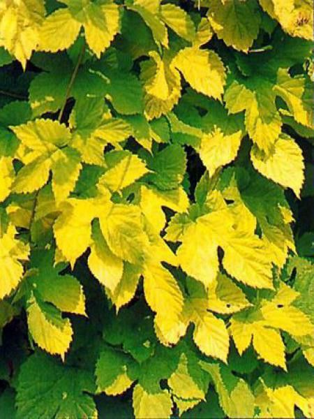 Houblon doré 'Aureus'