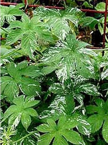 Houblon 'Variegata'