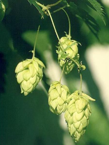 how to plant fenugreek Fenugreek