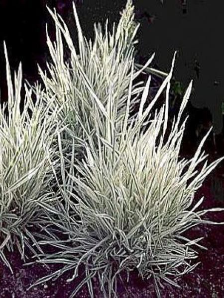 Houlque 'Albovariegatus'