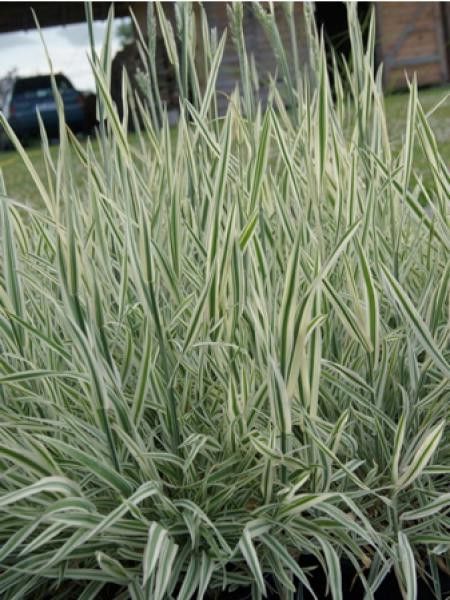 Houlque 'Jackdaw's Cream'