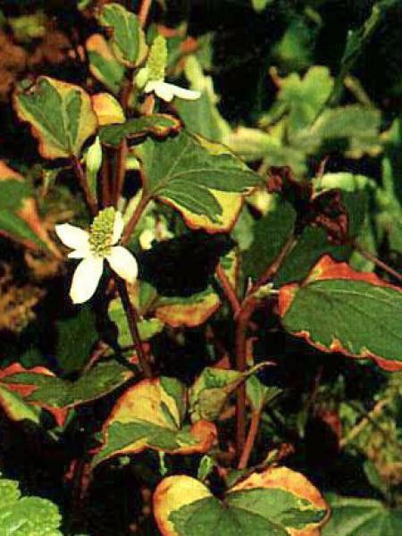 Houttuynia cordata 'Chamaeleon'