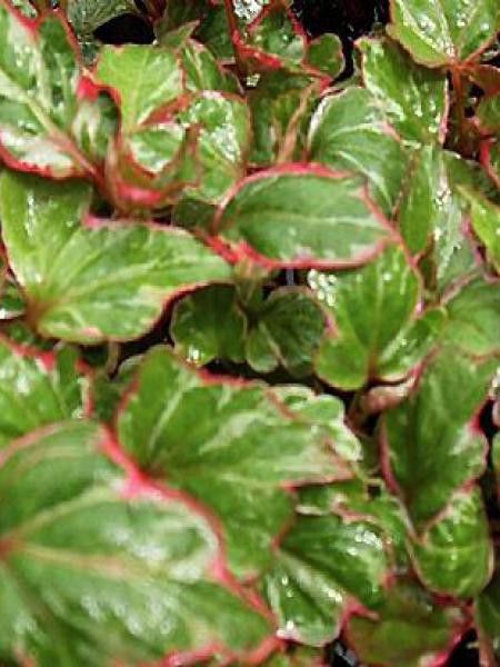 Houttuynia cordata 'Fantasy'