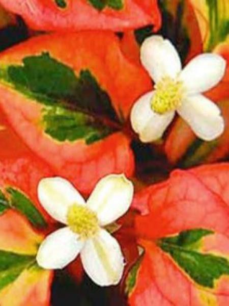 Houttuynia cordata 'Pied piper'