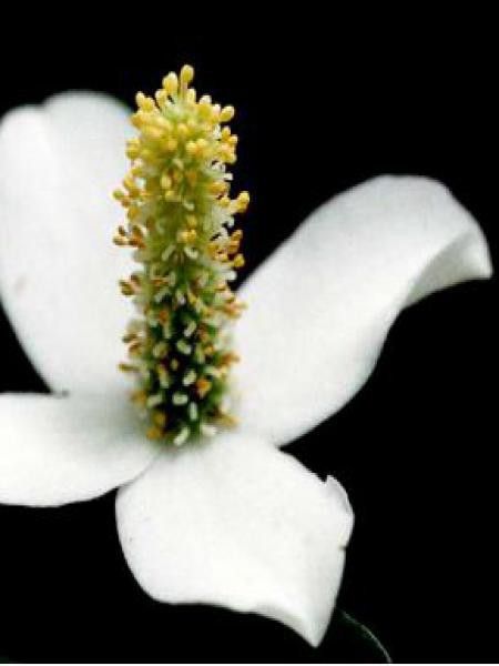 Houttuynia cordata, poivrier de Chine