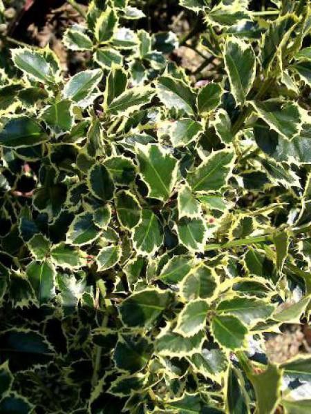 Houx 'Aureomarginata'