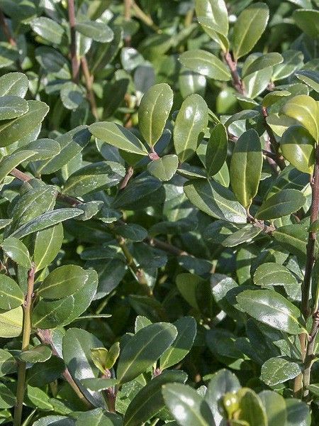 Houx crénelé 'Chat'O'