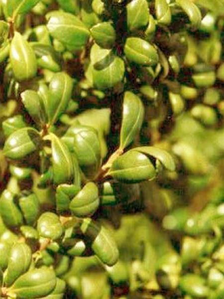 Houx crénelé 'Convexed Gold'