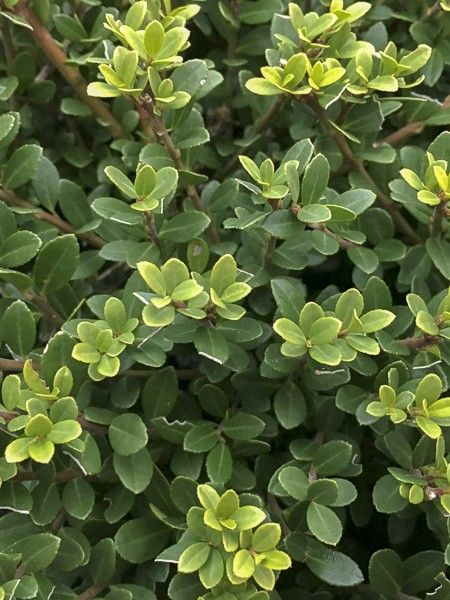 Houx crénelé 'Glorie Dwarf'