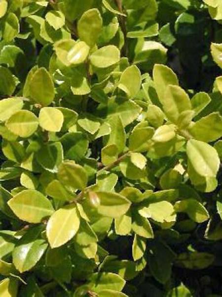 Houx crénelé 'Golden Gem'
