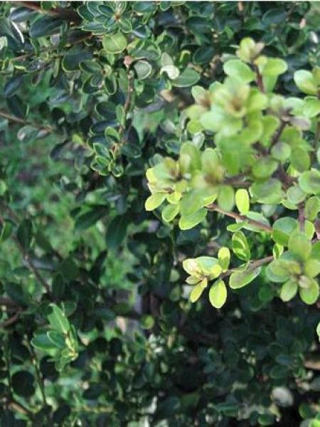 Houx crénelé 'Green Hedge'