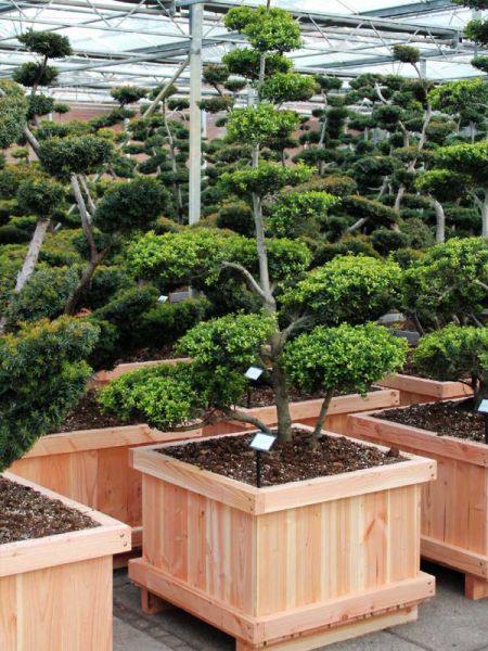 Houx crénelé 'Green Hedge' - Taillé en nuage