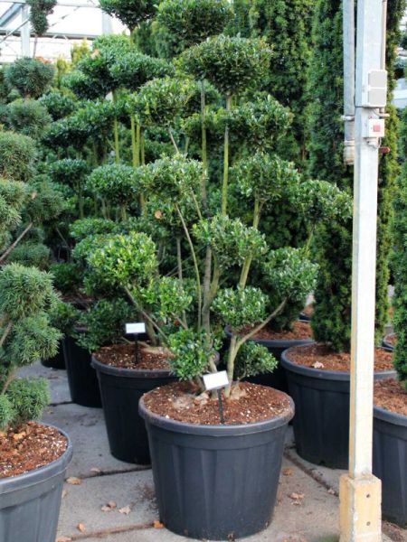 Houx crénelé 'Impala' - Taillé en nuage