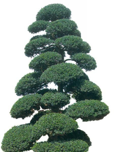 Houx crénelé 'Kinme'