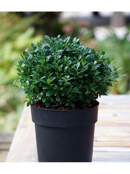 Houx crénelé Luxus® 'Globe'