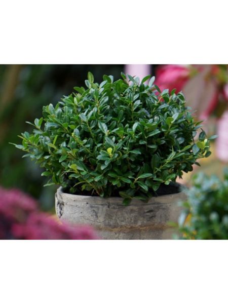 Houx crénelé Luxus® 'Spire'