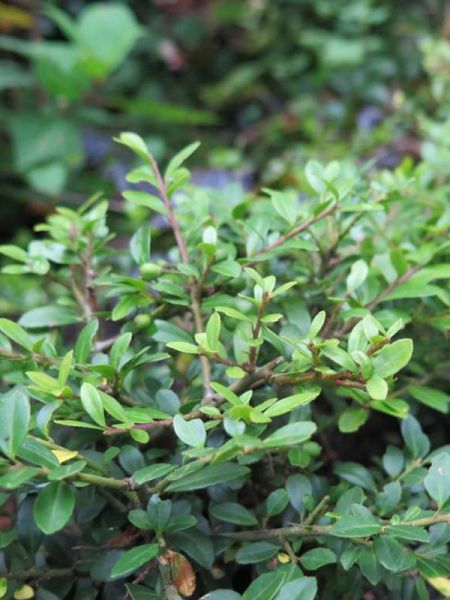 Houx crénelé 'Stokes'