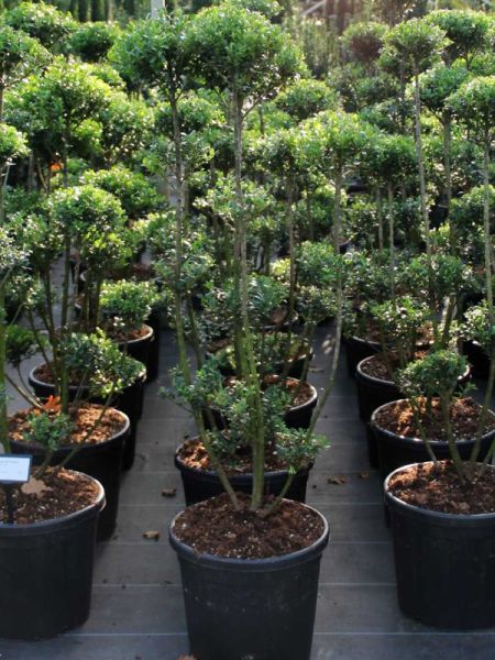 Houx crénelé 'Mutchagara' - Taillé en nuage