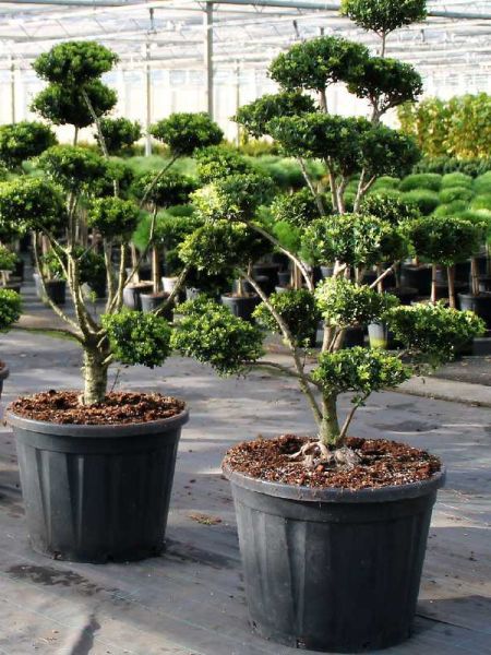 Houx crénelé  - Taillé en nuage