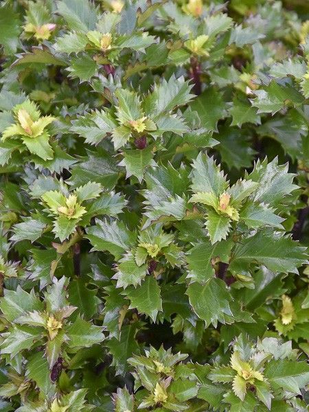 Houx 'Little Sensation'