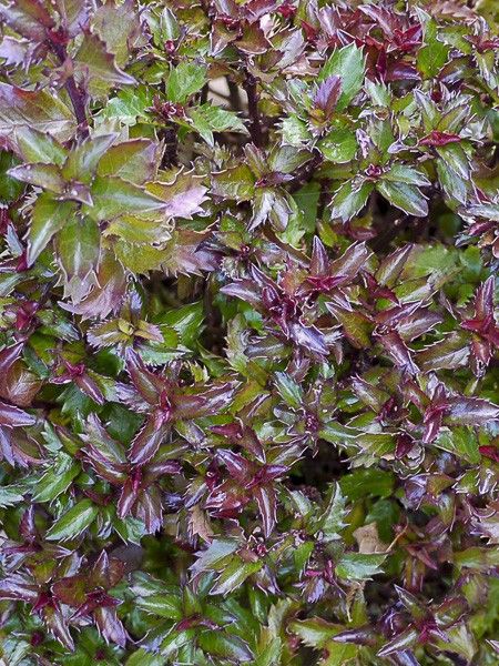 Houx nain 'Little Rascal'