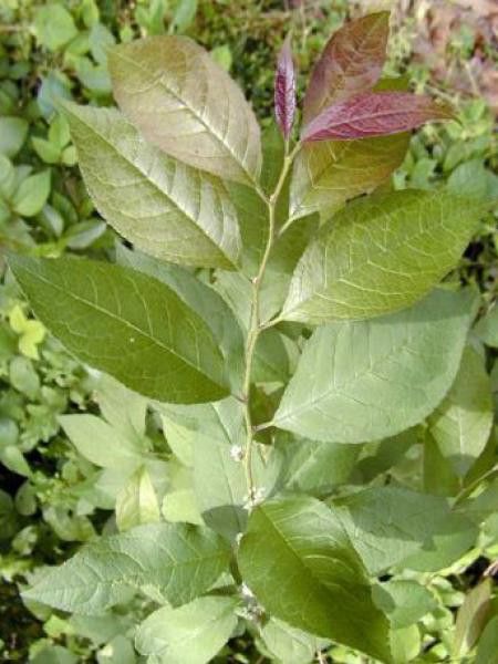 Houx verticillé '-mâle-'