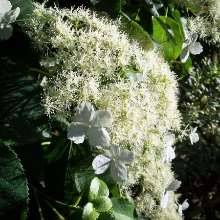 2x Hortensia Petiolaris - Plante Grimpante Fleurie Blanche - 60-70 Cm - Facile D'Entretien