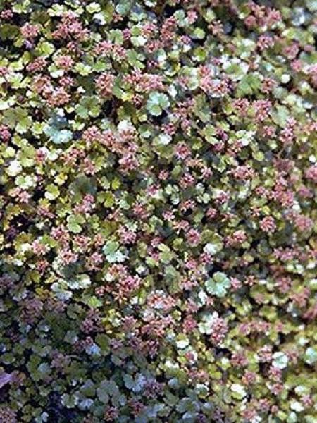 Hydrocotyle novae-zelandia 