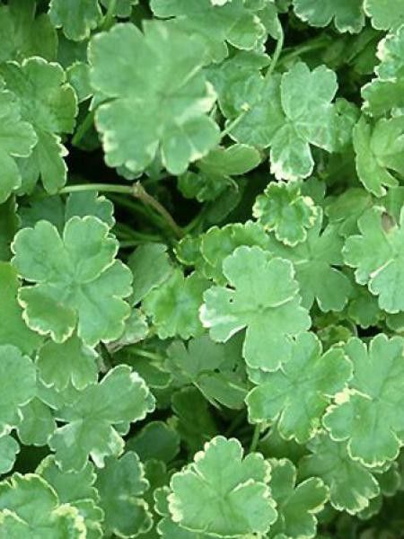 Hydrocotyle sibthorpioides 'Variegata'