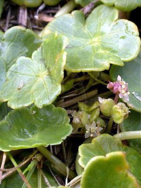 Hydrocotyle vulgaris 