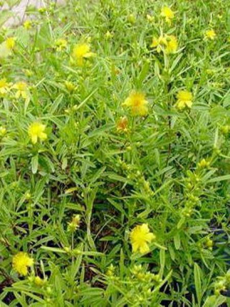 Hypericum androsaemum 'Buttercup'