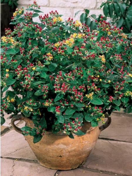 Hypericum x inodorum 'Orange Flair'