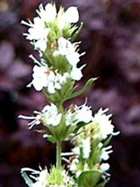 Hysope officinale 'Alba'