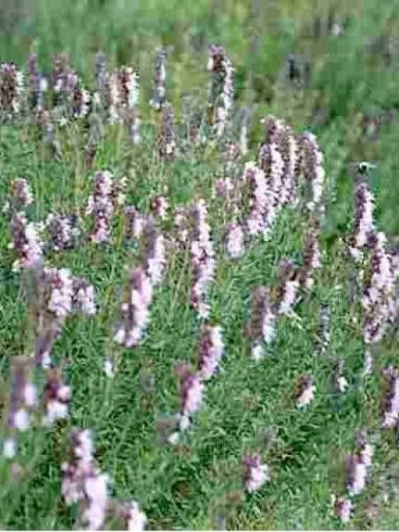 Hysope officinale 'Roseus'