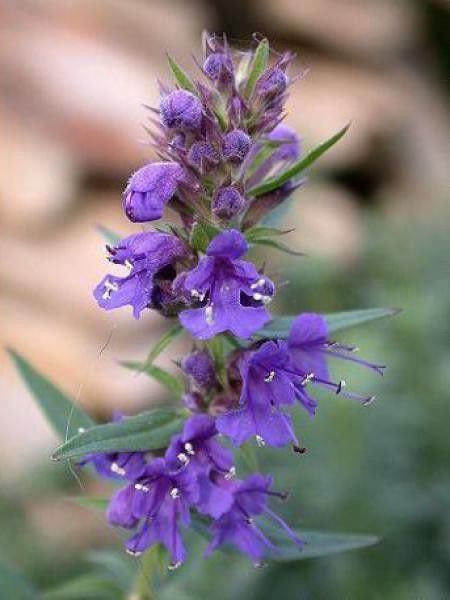 Hysope officinale