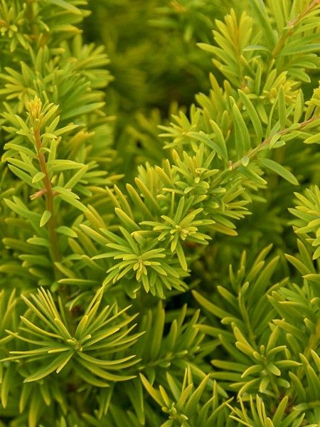 If commun doré 'Semperaurea'