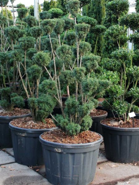 If commun 'Fastigiata' - Taillé en nuage