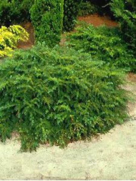 If commun 'Repandens'