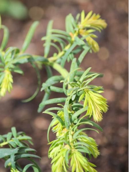 If commun 'Repandens Aurea'