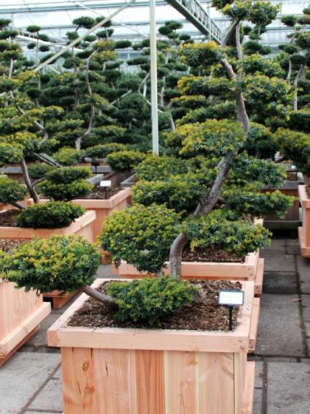 If commun 'Summergold' - Taillé en nuage