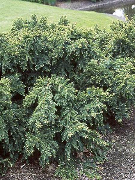 If 'Emerald Spreader'