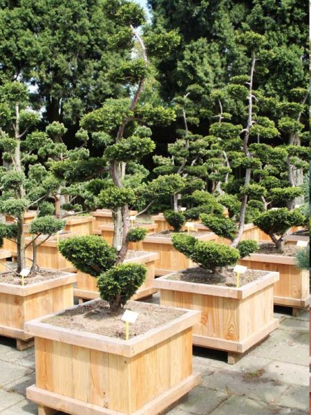 If hybride 'Thayerae' - taillé en nuage