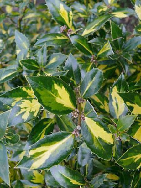 Ilex aquifolium 'Myrtifolia Aureomaculata'