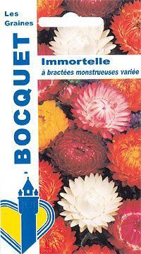 Immortelle à bractées monstrueuses varié