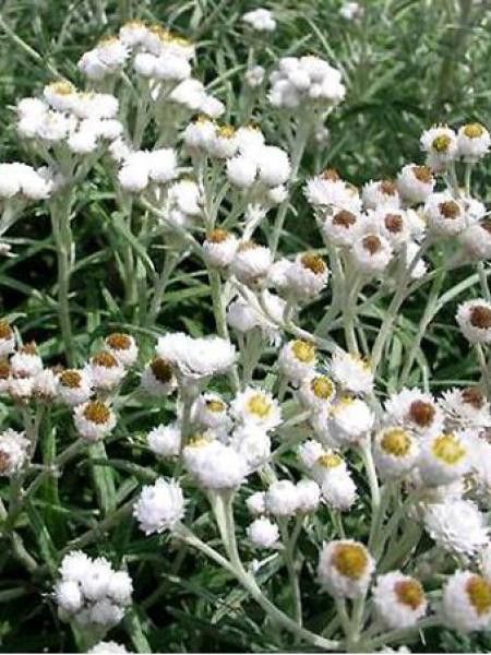 Immortelle d'argent 'Neuschnee'