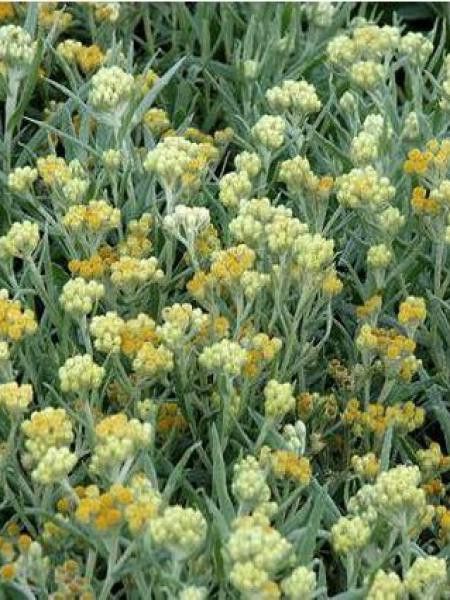 Immortelle d'argent 'Schwefellicht'